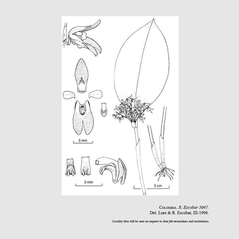 Stelis cocornaensis